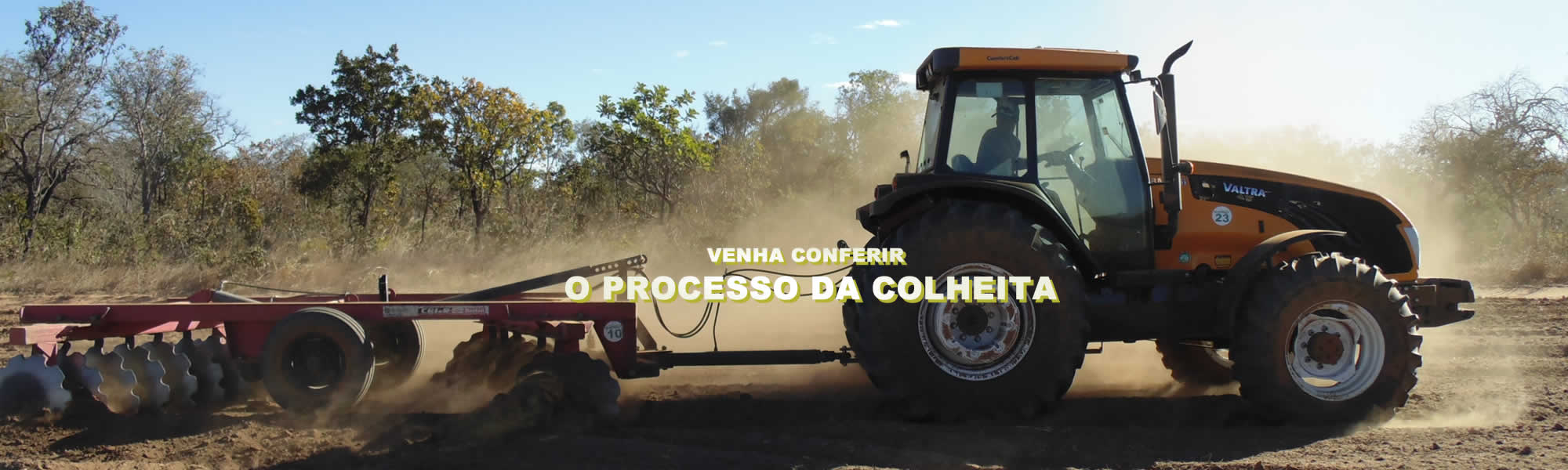Processo da colheita em mambai goias