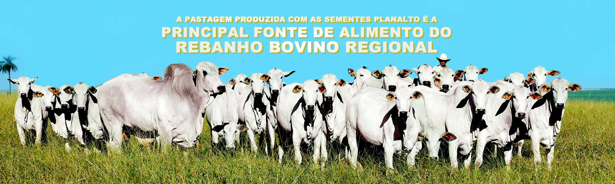 Sementes de forrageiras em mambai goias