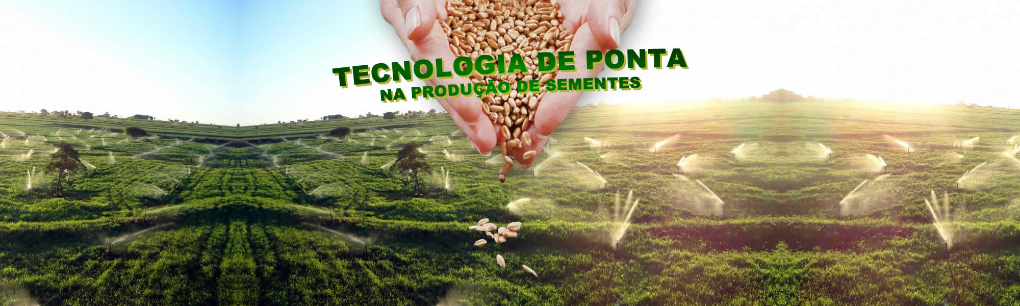 Sementes de lavoura em mambai goias