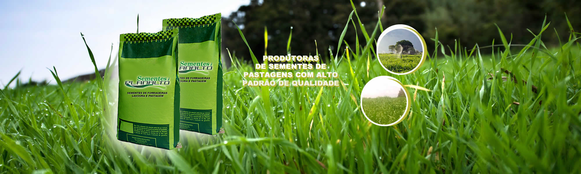 Sementes de pastagem em mambai goias